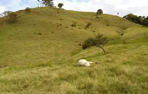Mueren cinco reses en El Corozal de Macaracas por descarga eléctrica