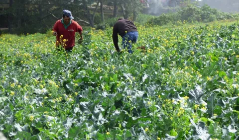 Precio de alimentos sube un  50% por 'Otto'