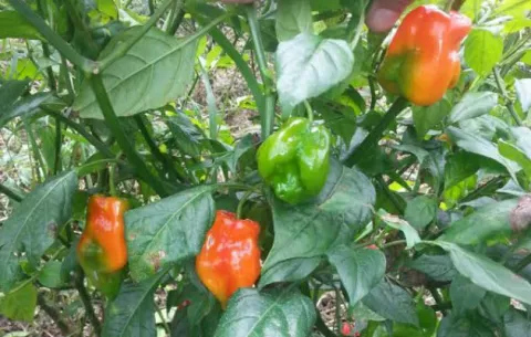 Productores de ají criollo denuncian especulación en el precio