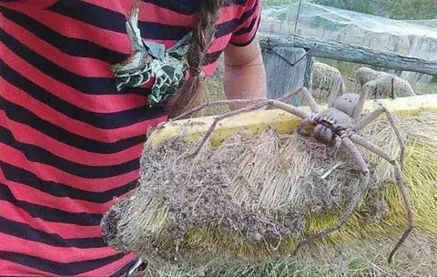 Araña gigante impacta las redes sociales 