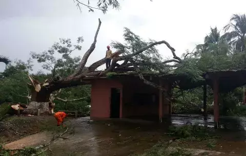 Gran árbol de corotú cae sobre lava auto en Chitré