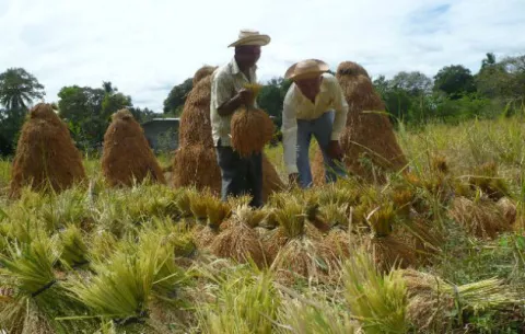 Arroceros registran pérdidas por más de medio millón de dólares 
