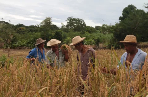 Arroceros dialogaron con molineros sobre comercialización del grano 