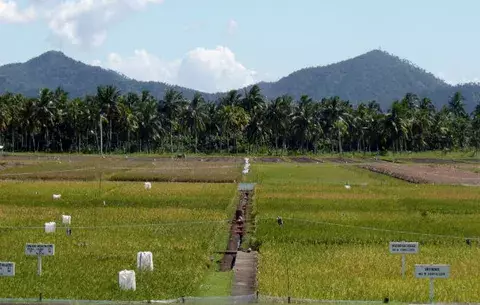 Arroz 'milagroso' que atajó parte del hambre en Asia