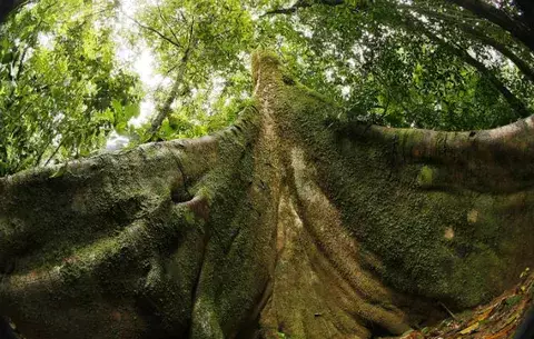 Bosques en manos de indígenas combaten mejor el cambio climático