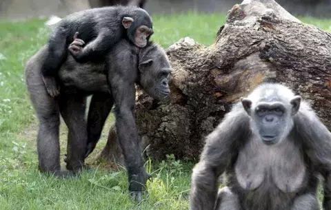 Los chimpancés hacen las cosas como su madre les enseña