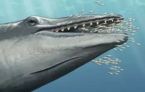 Fósil de una ballena prehistórica da claves sobre su evolución