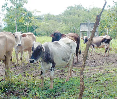 Oferta de carne bovina supera los 68 millones de kilogramos