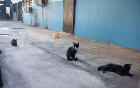 Proliferación de gatos en el campus de la UP, provoca abortos 