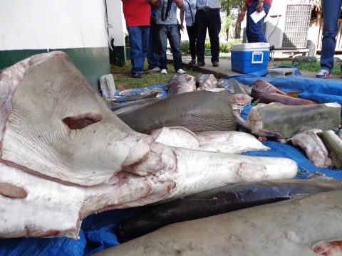 Vaticano llama a rescatar a las víctimas de la explotación de la pesca ilegal