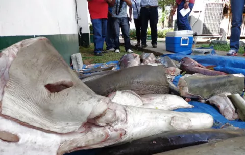Panamá entre los primeros países en aplicar medidas contra pesca ilegal 