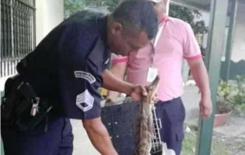 Lagarto causa temor en Llano Marín de Penonomé