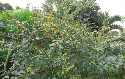 Lluvias y plaga afectan la producción de guandú en Chiriquí