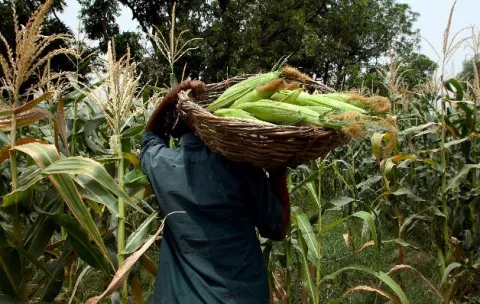 Disminuye 27% la cosecha de maíz  en el país