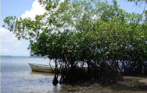 Estudio revela valor económico de los manglares en Chiriquí Oriente