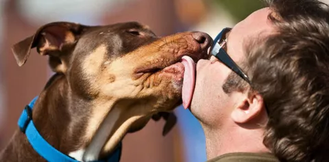 ¿Debemos dejar que nuestro perro o gato nos 'bese' en la cara?