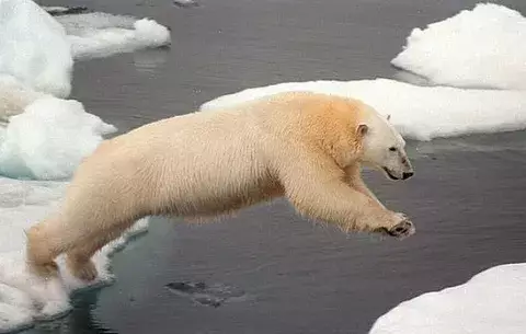 Crean una membrana inspirada en el pelo del oso polar