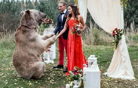 Oso, testigo de una inusual boda en Rusia