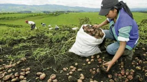 Tormenta Otto mermará oferta de papa y cebolla