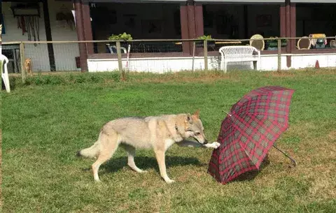 Los perros pueden recordar acciones complejas