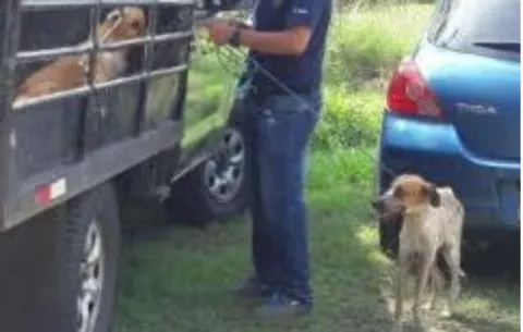 En Veraguas, lo investigan por abusar sexualmente de su perra 