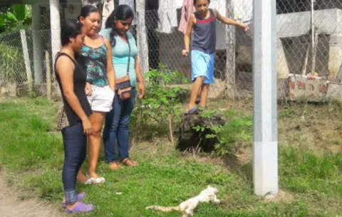 Gatos y perros envenenados en Penonomé 