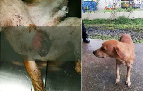 Perro castrado brutalmente por capitán de la Policía Nacional en Veraguas