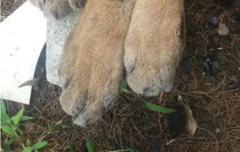 Cazan y desmiembran a puma en la provincia de Chiriquí   