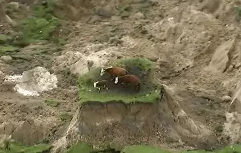 Tres vacas quedaron varadas por el terremoto en Nueva Zelanda