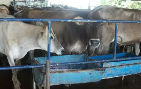 Cae producción de leche por exceso de lluvias en Chiriquí