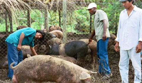 Porcicultores dejan el sector ante pérdidas  