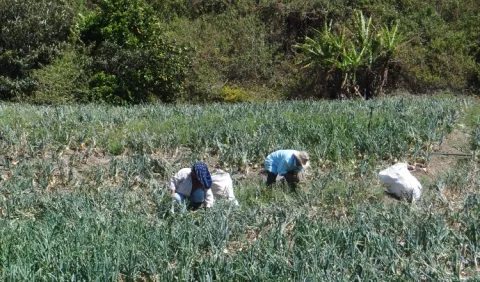 Productores pasarán una triste Navidad ante inacción del Gobierno 