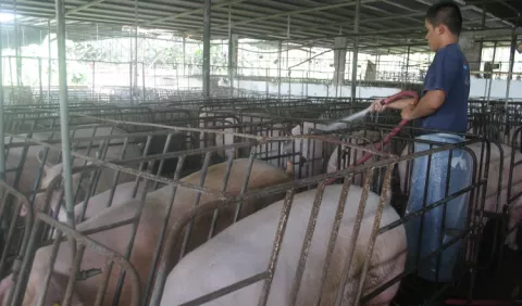 Importaciones ponen en peligro a porcicultores