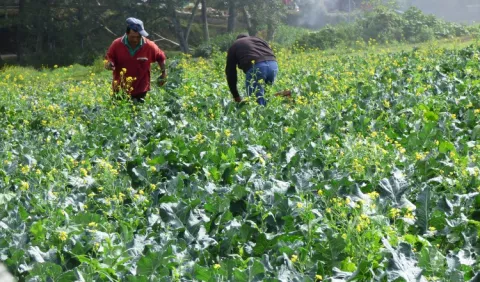 Productores de Barú, fuera de negociaciones 