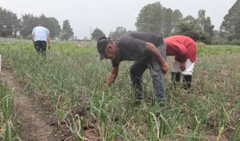 Panamá no está preparada para escasez de alimentos que se avecina
