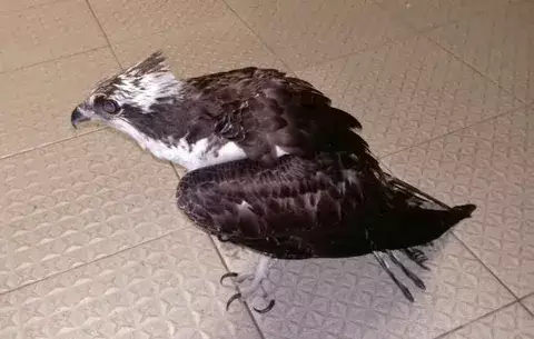 Rescatan águila pescadora en playa El Uverito de Las Tablas