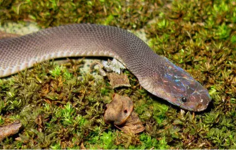 Hallan 163 nuevas especies en Mekong