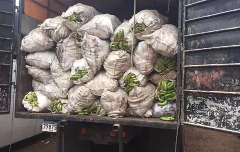 Decomisan banano en Renacimiento y se presume que era de contrabando