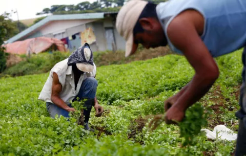 Productores de Barú preocupados por posible desalojo de tierra