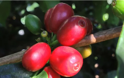 Café fino cultivado en tierras altas de Panamá ya comienza a madurar