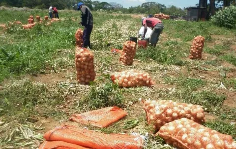 Denuncian comercialización de cebolla holandesa vencida 