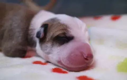Una familia "recupera" a su perro fallecido gracias a la clonación