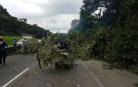 Inicia poda de árboles en Loma Cová y momentáneamente paran el tránsito