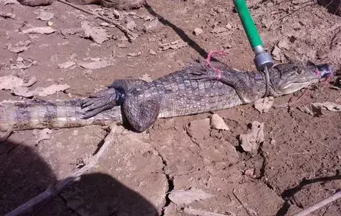 Preocupa incursión de cocodrilos en áreas urbanas de Chitré