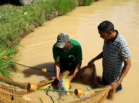Ingresos de las fincas de cultivos de peces bajan 19.3%