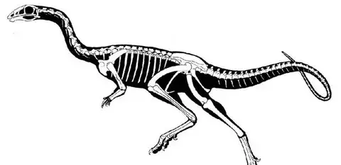 El limusaurus perdía los dientes al hacerse adulto