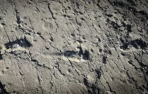 Hallan un antepasado humano alto, según sus huellas 