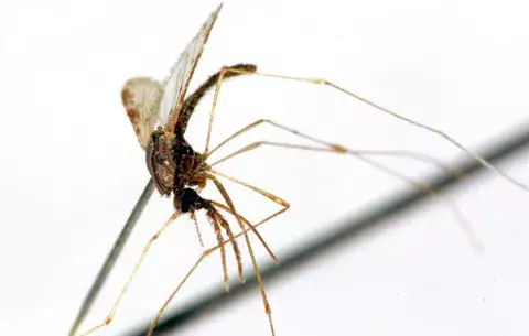 La malaria ya existía en el Imperio Romano
