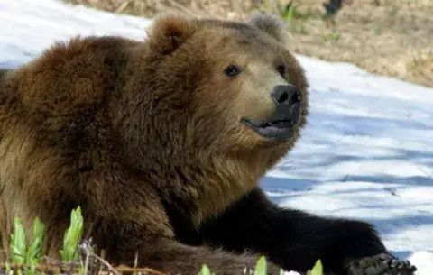Buscan a responsable de matar oso en Siberia
