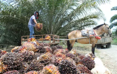 Buscan incrementar sembradíos de palma africana en Chiriquí